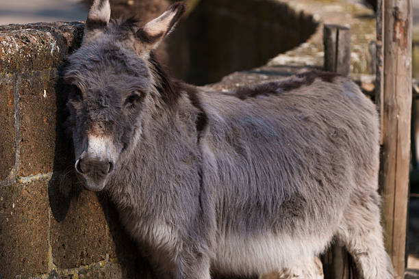 istock Close up shot for donkey stands in a barn 2217144083