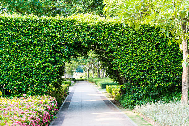 Green natural tunnel in formal garden.