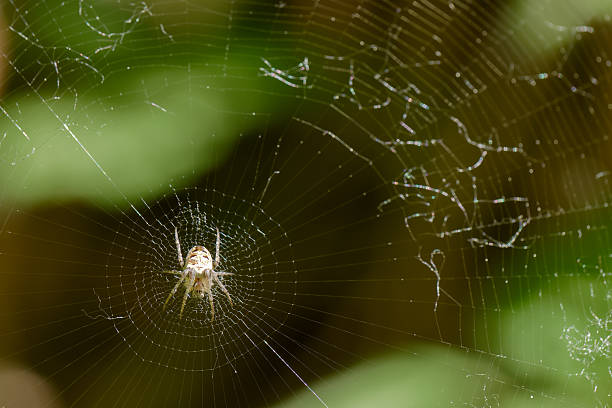 istock Close up view of a spider weaving a complex web in a lush garden setting during daylight hours 2217145278