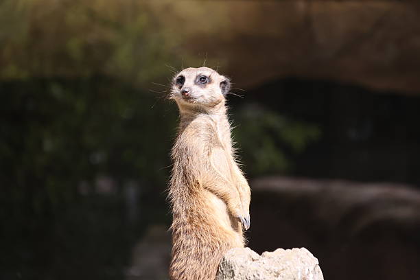 istock Meerkat on the watch 2217145320