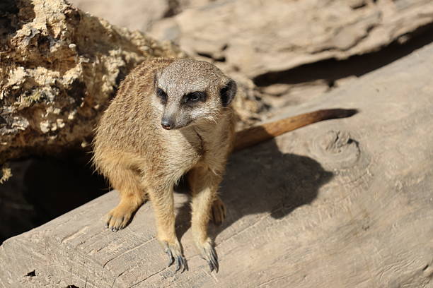 portrait of meerkat or suricate or meercat