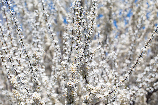 istock Blooming tree branches against clear blue sky. Spring, nature, freshness and calmness. 2217145701