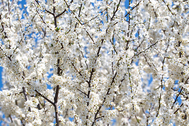 istock Cherry tree branches reaching toward a pastel blue sky, expressing calm and elegance. 2217145704
