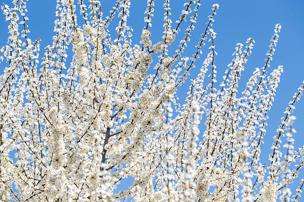 istock Blooming tree branches against clear blue sky. Spring, nature, freshness and calmness. 2217145710