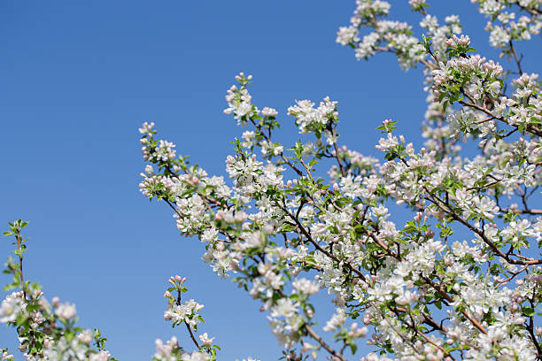 istock Apple tree branches covered in delicate white blossoms reach up toward the clear blue sky 2217145725