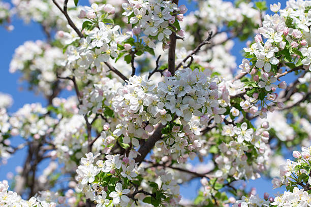 istock Bright apple tree flowers bloom, signaling the arrival of spring. 2217145727