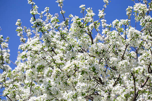 istock Natural spring background with apple blossoms and deep blue sky, floral landscape image. 2217145734