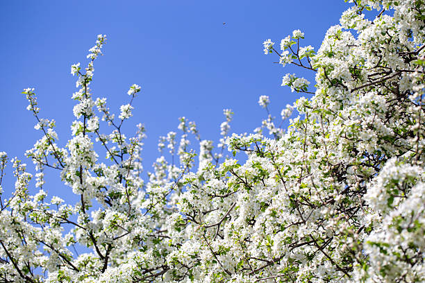 istock White apple tree flowers in sunlight on bright blue sky, perfect for springtime themes. 2217145740