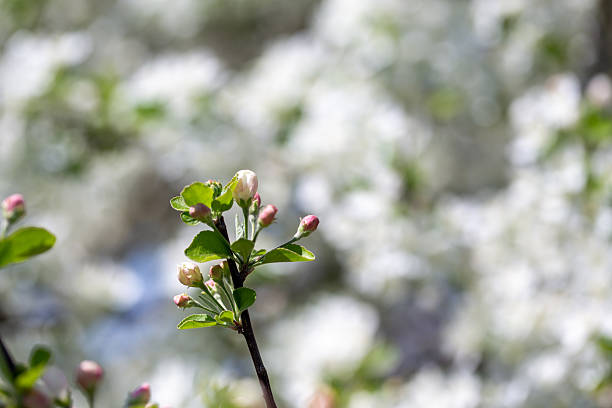 White apple tree flowers in sunlight on bright blue sky, perfect for springtime themes.