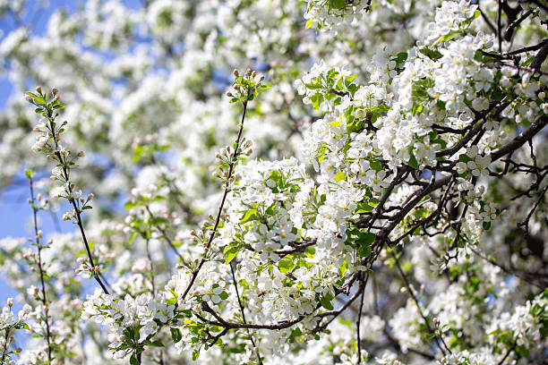 istock Bright apple tree flowers bloom, signaling the arrival of spring. 2217145757