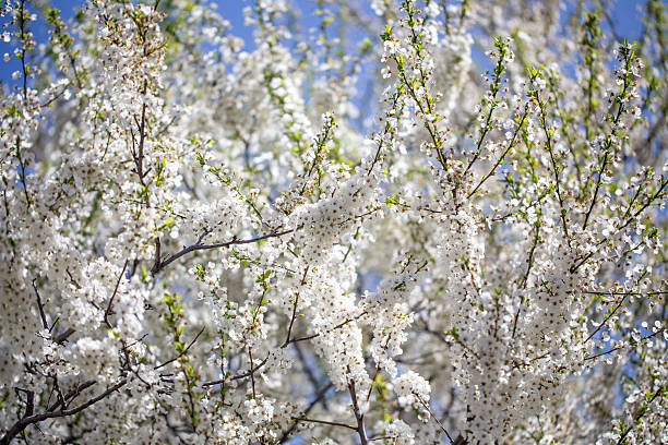 istock Floral branches stretching across the clear spring sky, inviting a peaceful mood. 2217145771