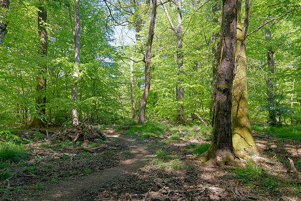 istock Relaxing forest landscape with footpath crossing a forest with and oak beech trees in spring, near Nittel, Rineland-Palatinate, Germany 2217147157