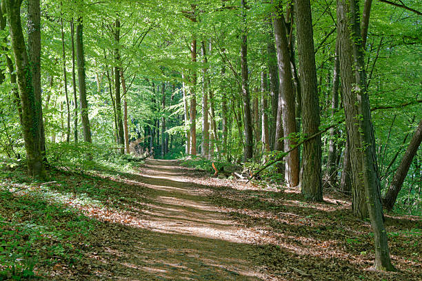 istock Relaxing forest landscape with footpath crossing a forest with beech trees in spring, near Fellerich, Rineland-Palatinate, Germany 2217147172