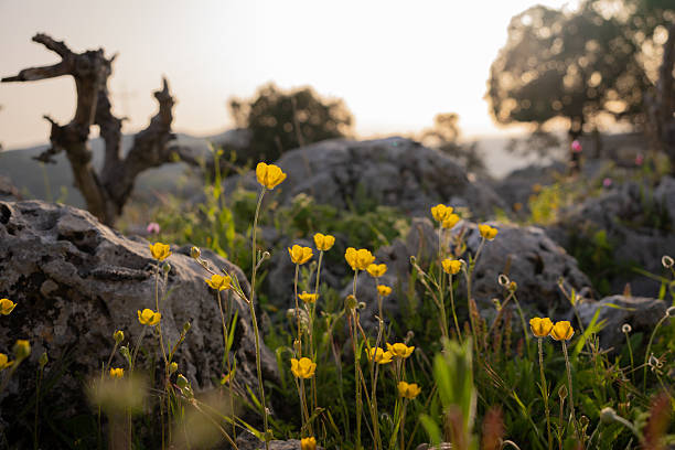 Yellow wildflowers in a rocky landscape with twisted dry branches and a soft sunset glow in the distance.