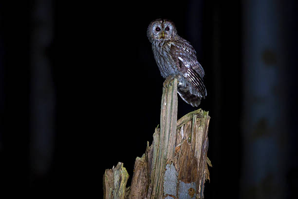 Tawny owl perched quietly in a forest. Known for its distinctive hoot, this common European owl inhabits woodlands and parks, active mainly at night.