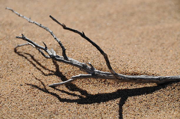 Natural Driftwood on Sandy Beach Under Bright Sunlight