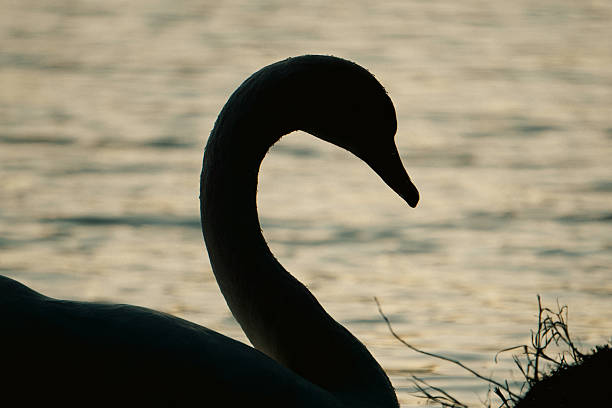 istock Close up of a swan 2217148181