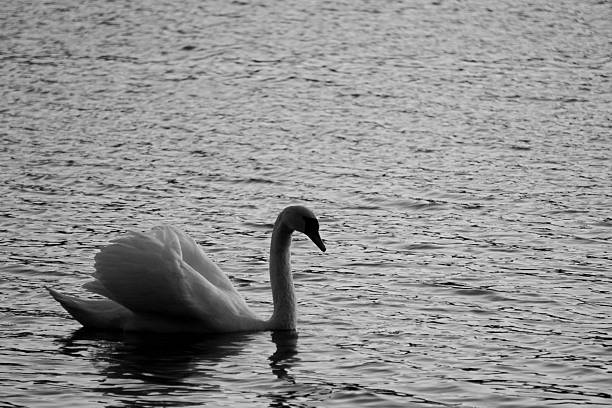 istock Close up of a swan 2217148202