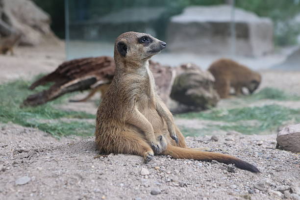 Cute suricate surrounded by nature on a sunny day-