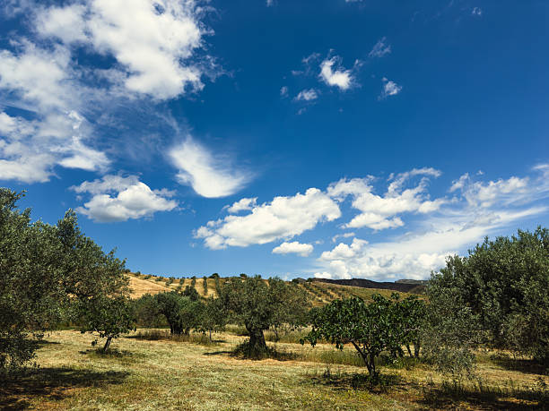 beautiful olive trees in Calabria in southern Italy,nature