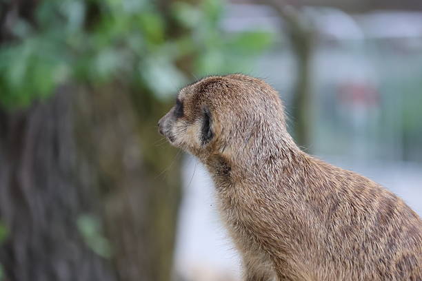 A meerkat sitting on sandy ground, displaying its unique posture and fur texture.