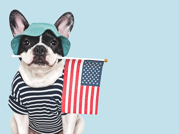 istock Cute puppy, sunhat and American Flag. Studio shot 2217150601