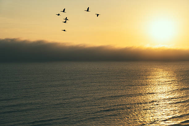 Beautiful golden sunset over the Pacific Ocean coast in Lima, Peru. Flock of birds flying at sunset.