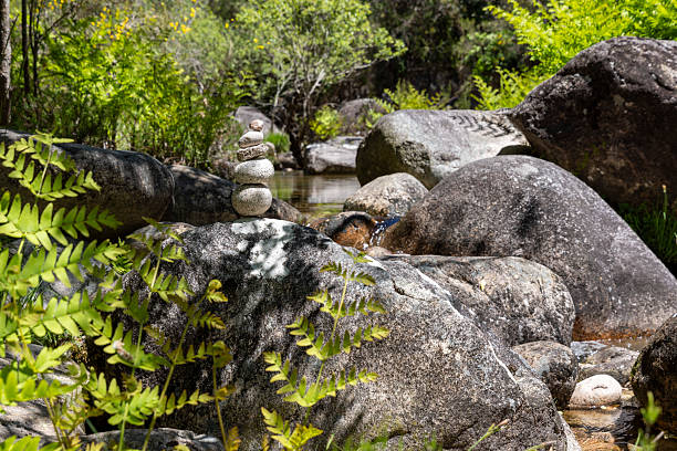 High-angle, close-up shot of a rock garden featuring a small stream flowing over grey and brown rocks. Lush green ferns and other foliage surround the rocks and stream. The image exhibits a shallow depth of field, focusing on the rocks and immediate vegetation.  The lighting suggests a bright, natural outdoor setting with dappled sunlight filtering through the leaves.  The overall texture is rough and natural, showcasing the varied surface textures of the rocks and plants. A small cairn of stones is visible within the scene. The color palette consists primarily of greens, browns, and greys.