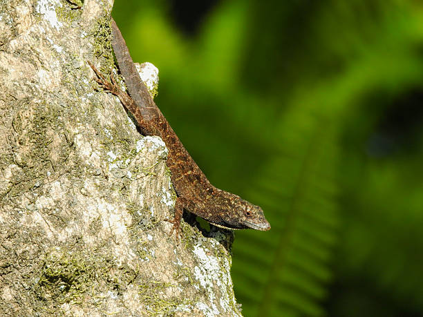 istock Male Brown Anole 2217152930