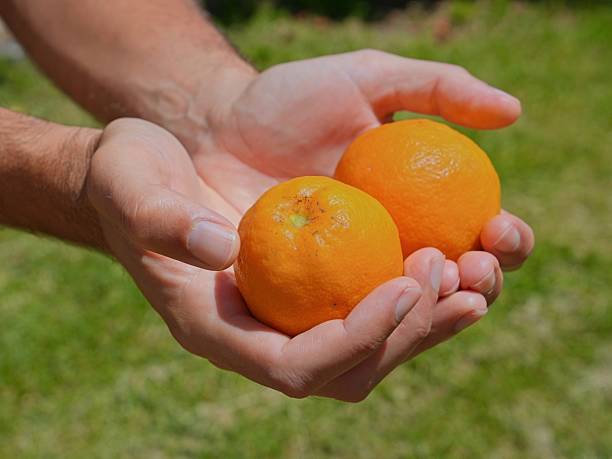 istock Farmer proudly displaying ripe, vibrant oranges during harvest, sunlight illuminating fresh citrus fruits in rural agricultural setting 2217155064