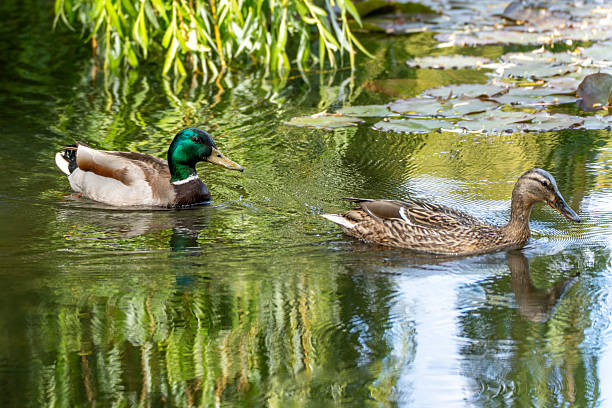 Pair of ducks on a calm pond. A pair of ducks swims together through a clear pond lined with water lilies. The glossy green color of the drake and the calm water give the image a harmonious appearance.
