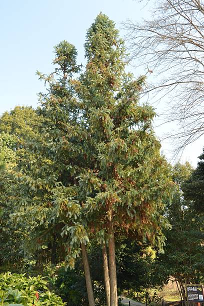 istock Douglas fir tree and cones in Korean forest broadleaf conifer 2217155260