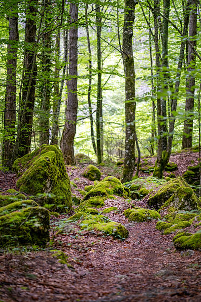 The mountain  green forest on a slope under Olympus in spring
