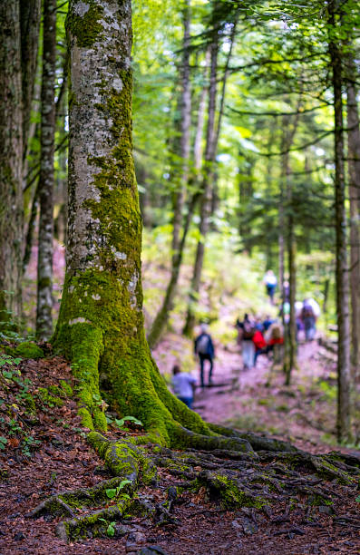 istock The path among trees and group of people hiking in a forest 2217156331