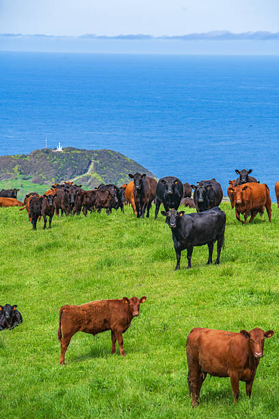 istock A group of cows in Terceira island 2217156551