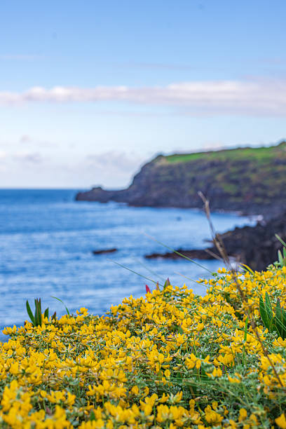 istock A panoramic view of Terceira coastline 2217156791
