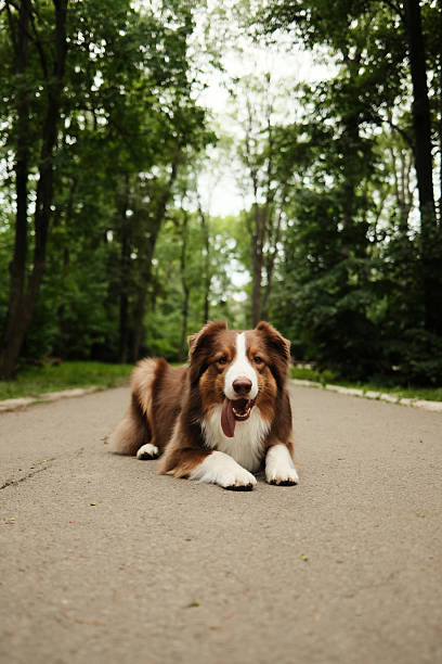 Sheltie Sheep Dog in Forest.