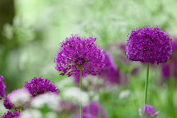 istock Single stem purple allium flower 2217158133