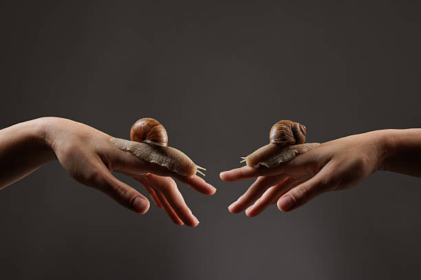istock Two large snails crawling on human hands against a dark background, illustrating snail therapy, skincare benefits, and natural beauty treatment. 2217158686