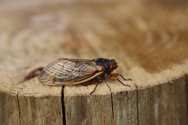 istock 17-Year Cicadas in Kentucky 2217160239