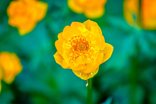 Bright yellow flower in full bloom captured in macro closeup with vivid detail, showing delicate petals and central stamens. Fresh summer nature background with soft green bokeh, perfect for botanical, floral, or gardening themes. High-resolution image ideal for design, decoration, or nature concepts.