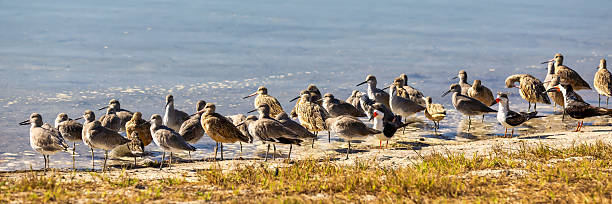a variety of shorebirds in Southern California including marbled godwits, black skimmers