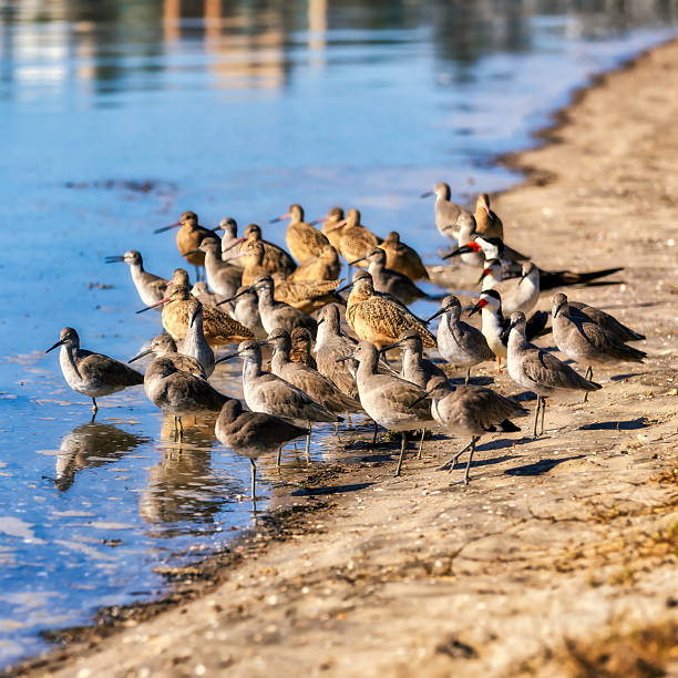 a variety of shorebirds in Southern California including marbled godwits, black skimmers