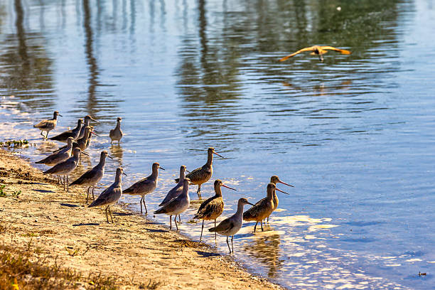 a variety of shorebirds in Southern California including marbled godwits