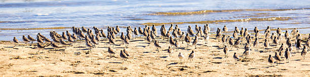 a flock of of shorebirds in Southern California