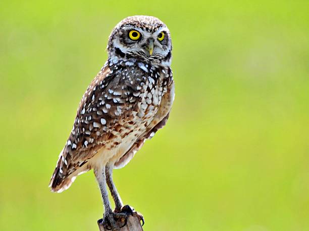 istock Burrowing Owl - (Athene cunicularia) - perched on a wood post 2217162475