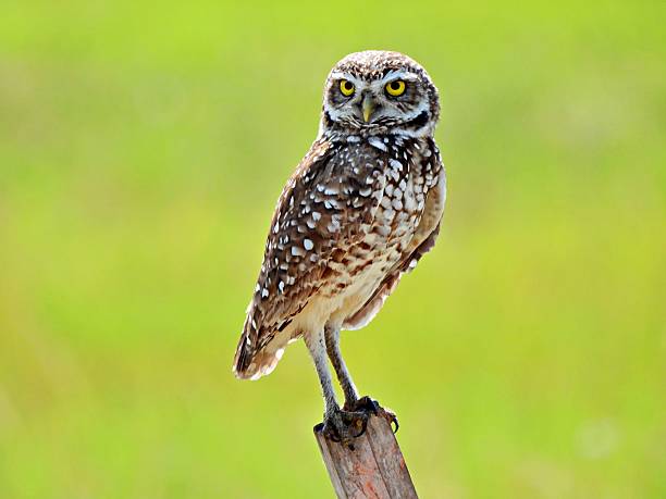 istock Burrowing Owl - (Athene cunicularia) - perched on a wood post 2217162491