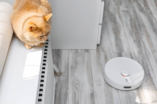 istock cat hiding from working robot vacuum cleaner. 2217163407