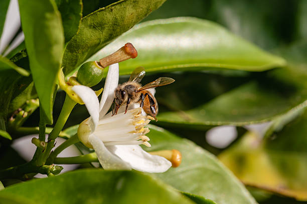 istock Pollinating bee among orange blossoms. Insects. 2217164297