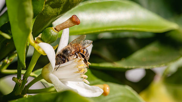 istock Pollinating bee among orange blossoms. Insects. 2217164301